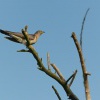 Kukacka obecna - Cuculus canorus - Common Cuckoo 4569
